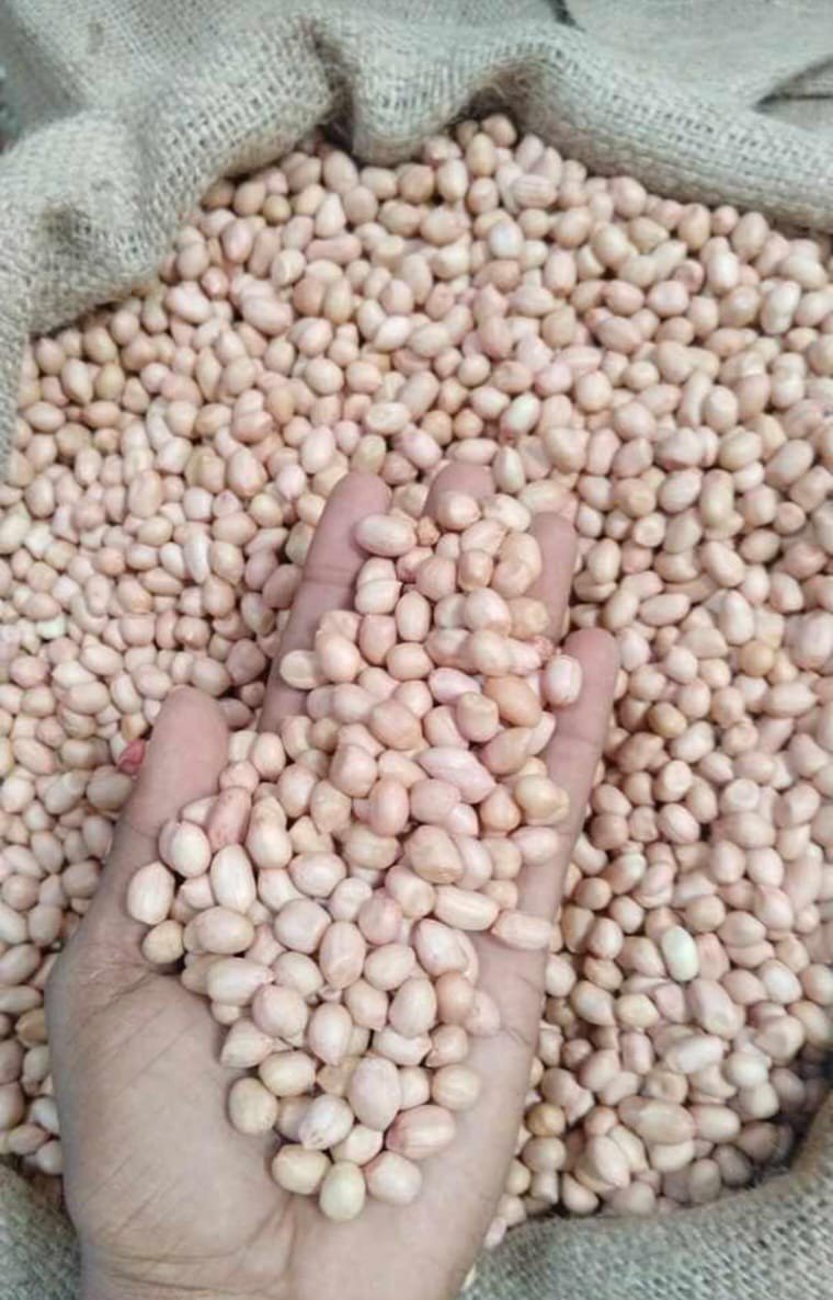 Peanut Seeds Java